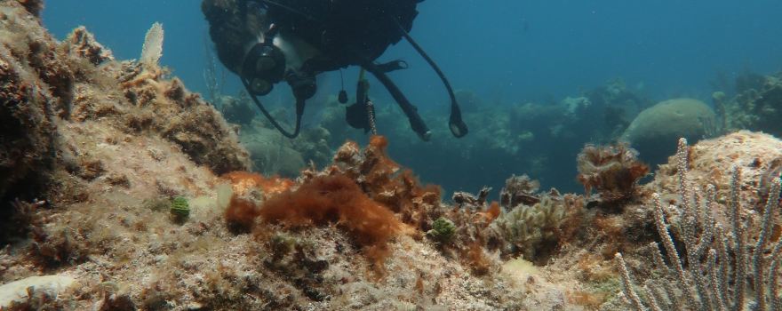 Eco Diving Cuba