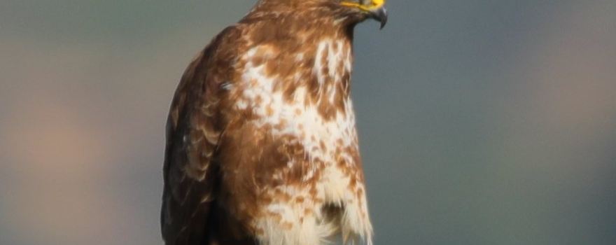Centro Di Recupero Dell'avifauna Ferita