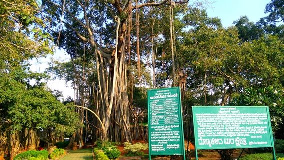 Biggest Banyan Tree