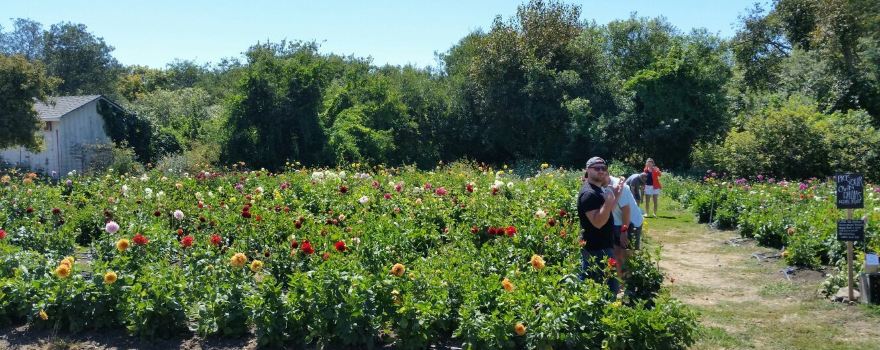 The Pescadero Flowery