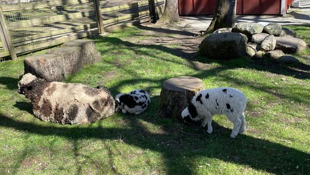 Beacon Hill Children's Farm