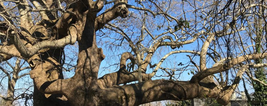 1,000 Year Old Platanus Tree