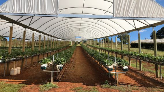 Blue Hills Berries & Cherries