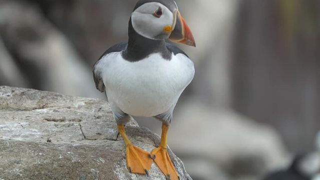 Inner Farne Wildlife Walk