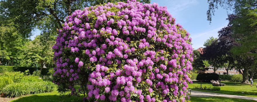 Rosarium Hochzeitsinsel