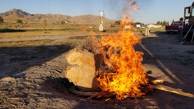 HONEYS TRUMP VOTING ROUGH CAMP