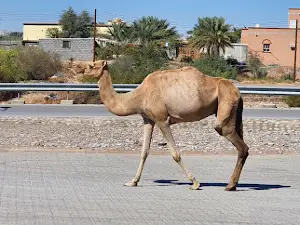Al-Sulaif Fort | قلعة السليف