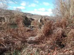 Jiloca