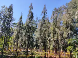 Government Botanical Garden Melghat