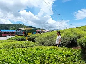 Kebun Teh Danau Kembar
