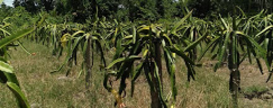AGROWISATA MEKAR KARYA