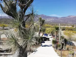 Temazcal Zapotitlan