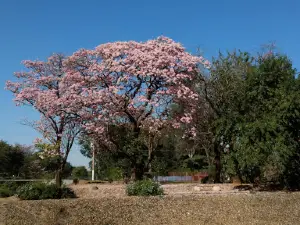 Rio São Domingos