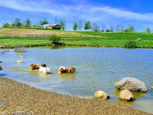 Canine Meadow - Dog Park