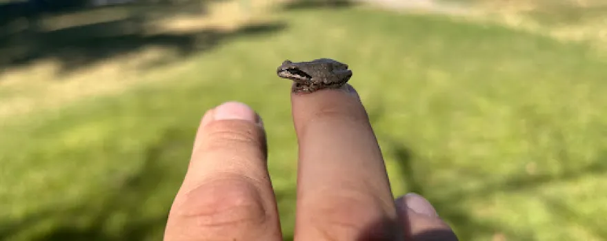 Toad Hollow Dog Park