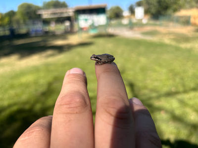 Toad Hollow Dog Park