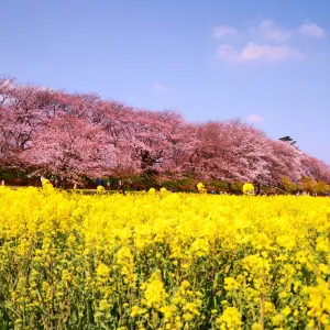 幸手権現堂桜堤