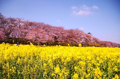 Gongendo Sakura Tsutsumi