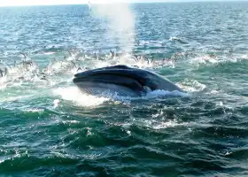 Auckland Whale & Dolphin Tour