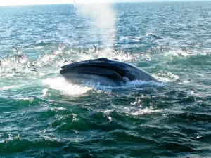 Auckland Whale & Dolphin Tour