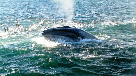 Auckland Whale & Dolphin Tour
