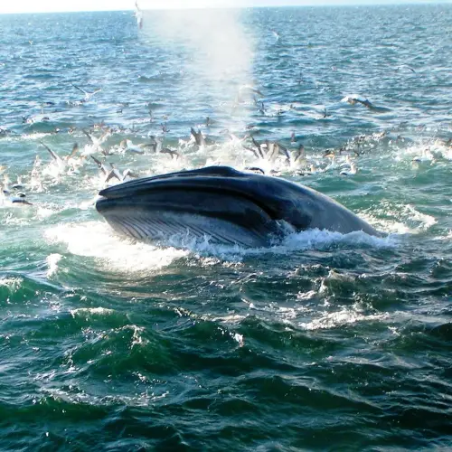 Auckland Whale & Dolphin Tour