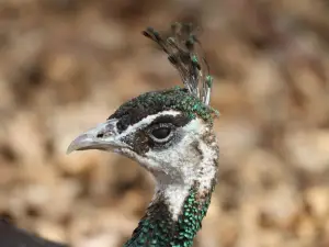 Saskatoon Forestry Farm Park & Zoo