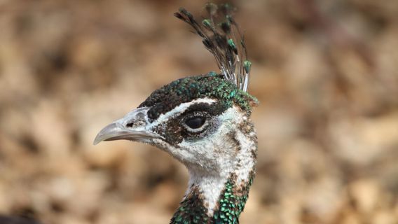 Saskatoon Forestry Farm Park & Zoo