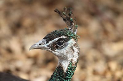 Saskatoon Forestry Farm Park & Zoo