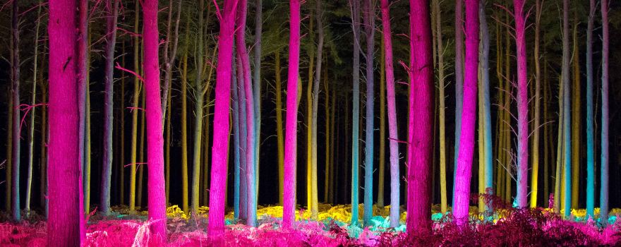 Thetford Forest Park