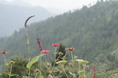 Nathia Gali