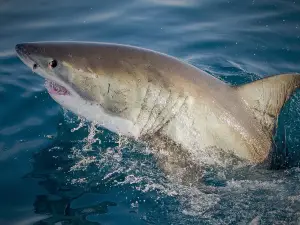 White Shark Projects