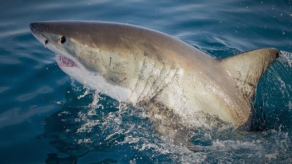 White Shark Projects