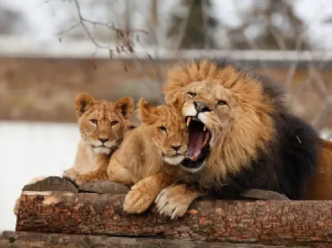 哥本哈根動物園
