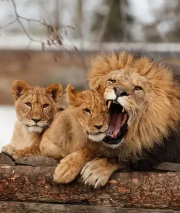 Hotels near Copenhagen Zoo