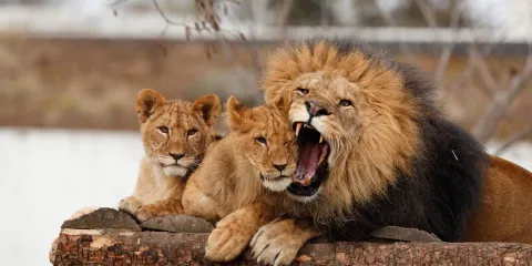 哥本哈根動物園