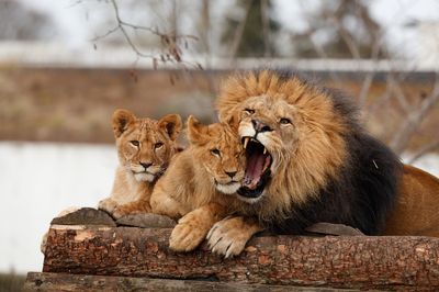 Zoo de Copenhague