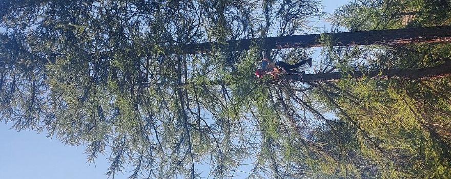 Larix Park