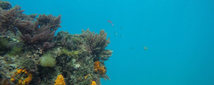 Black Frog Divers