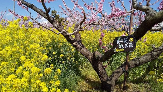 Misaka farm grape House