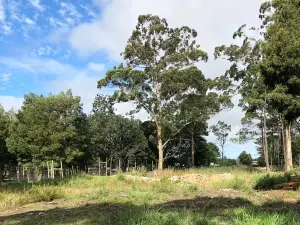 Garden Route Wolf Sanctuary