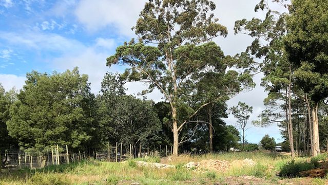 Garden Route Wolf Sanctuary