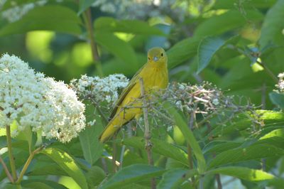 Charlotte Rhoades Butterfly Park