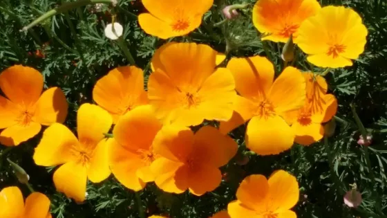 Clovis Botanical Garden