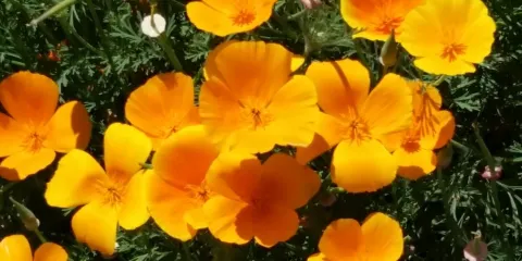 Clovis Botanical Garden