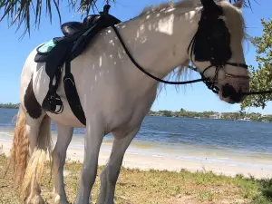 Cponies Beach Horseback Rides