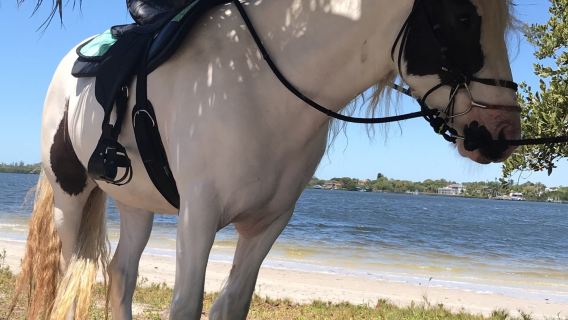 Cponies Beach Horseback Rides