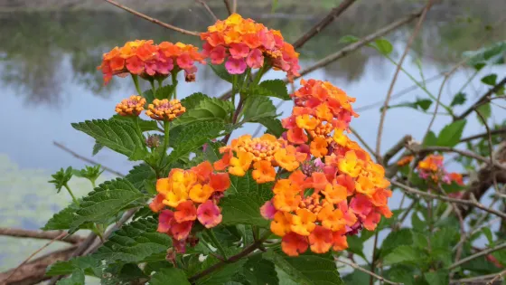 Pine Meadows Conservation Area