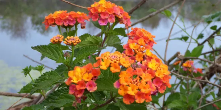 Pine Meadows Conservation Area