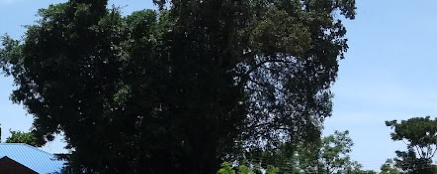 David Livingstone Tree